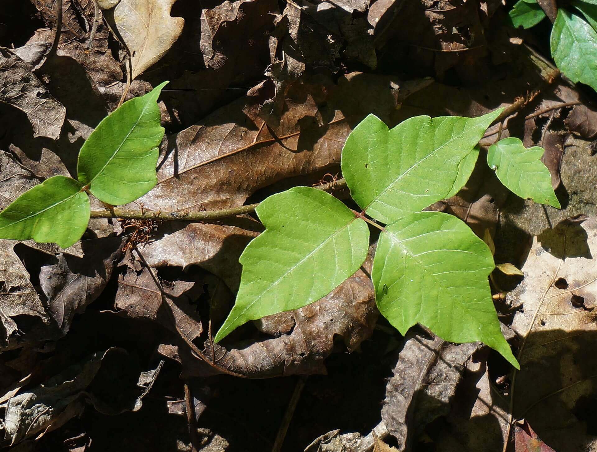 A Poison Ivy Primer: Everything You Need to Know