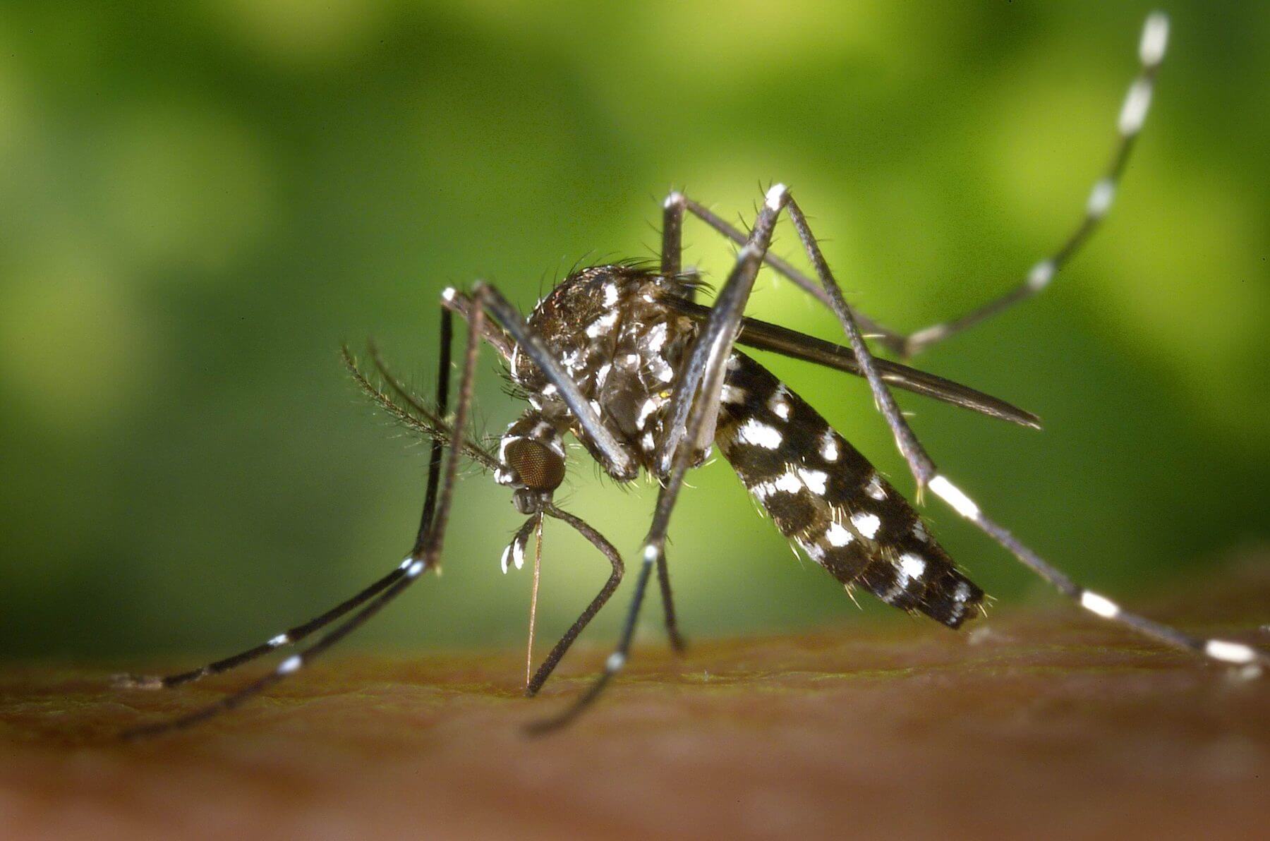 How To Prevent Mosquito Bites While Hiking