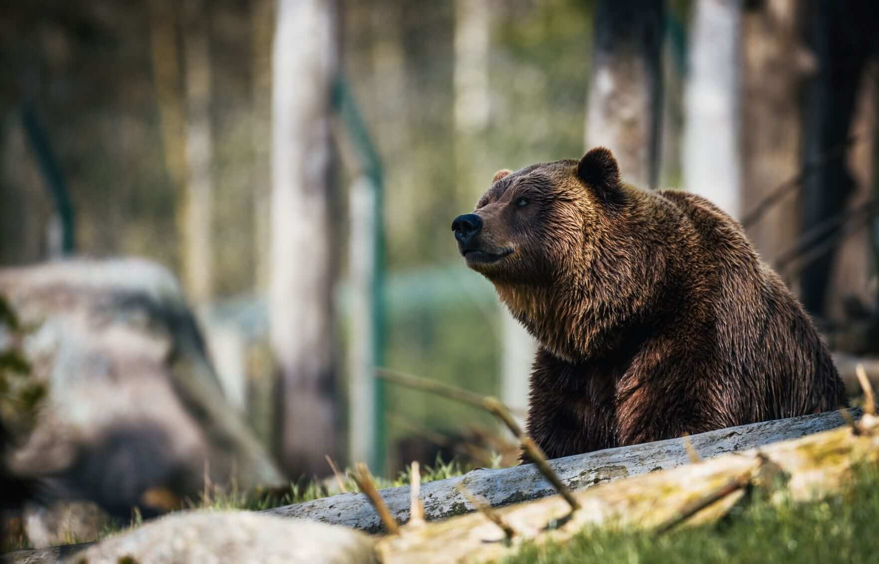 Bear Canister Basics: A Bear-Country Necessity
