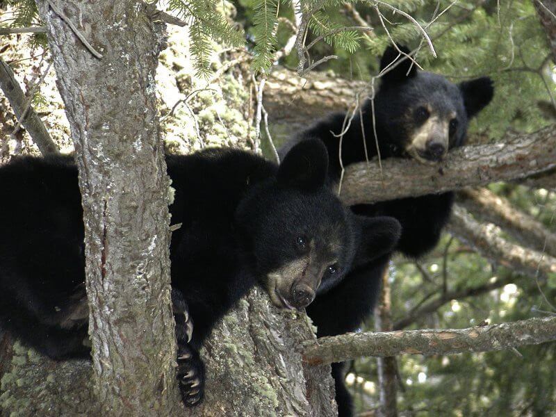 Are Bears Really A Danger To Campers?