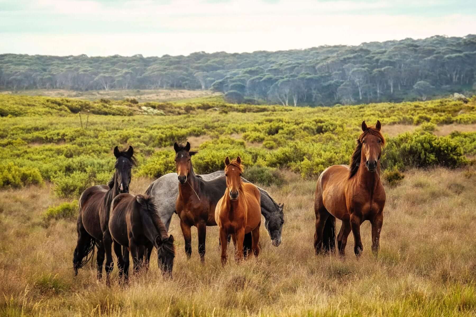 Hiking With Horses