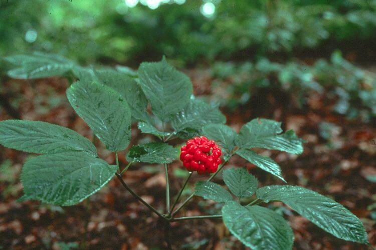 How To Grow Ginseng At Home