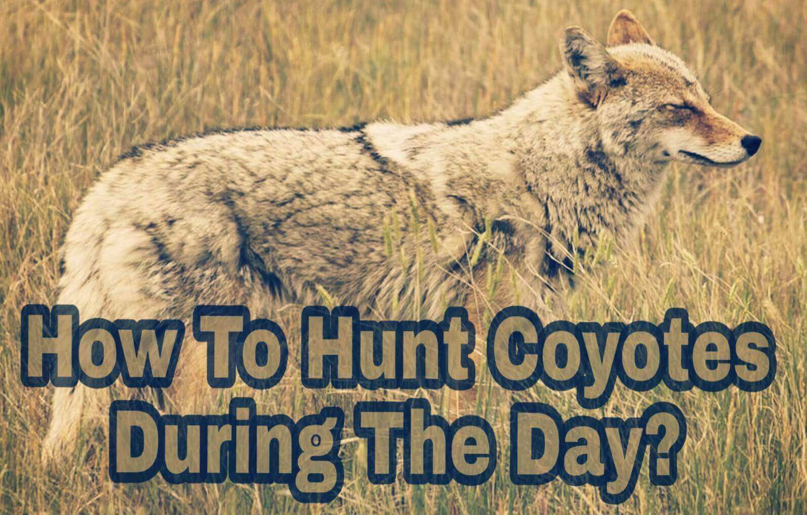 How To Hunt Coyotes During The Day?