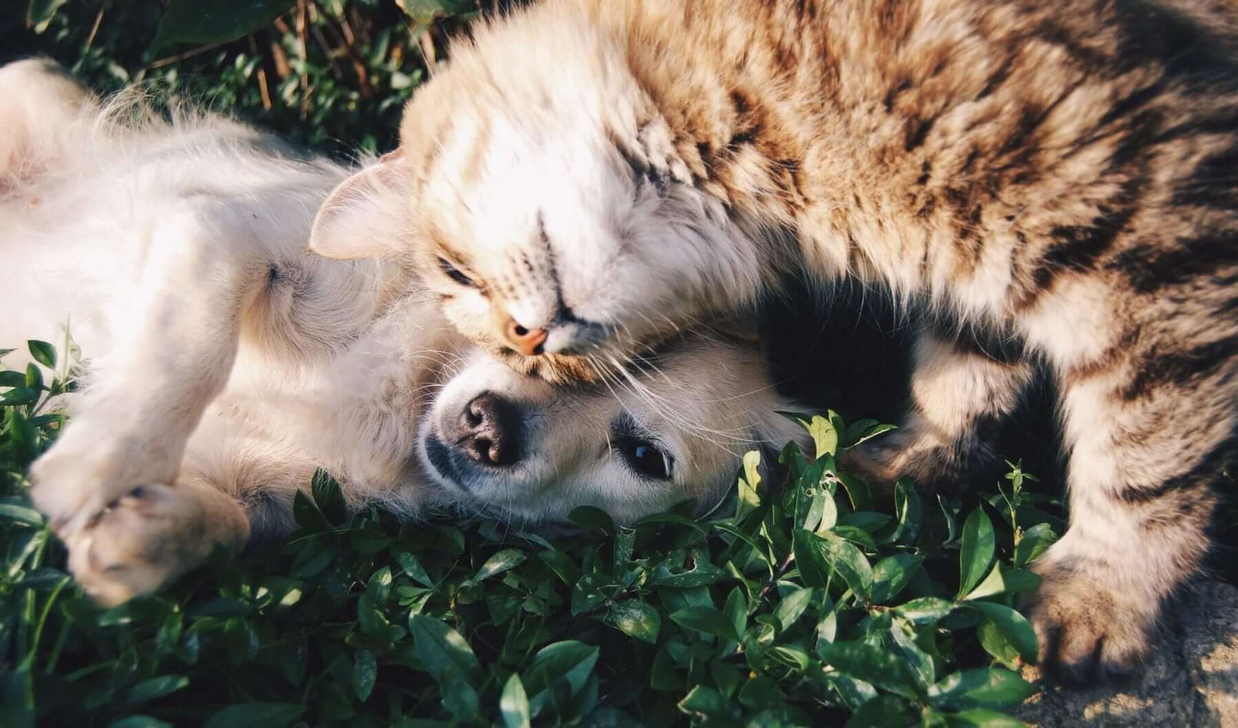 Hiking With Pets