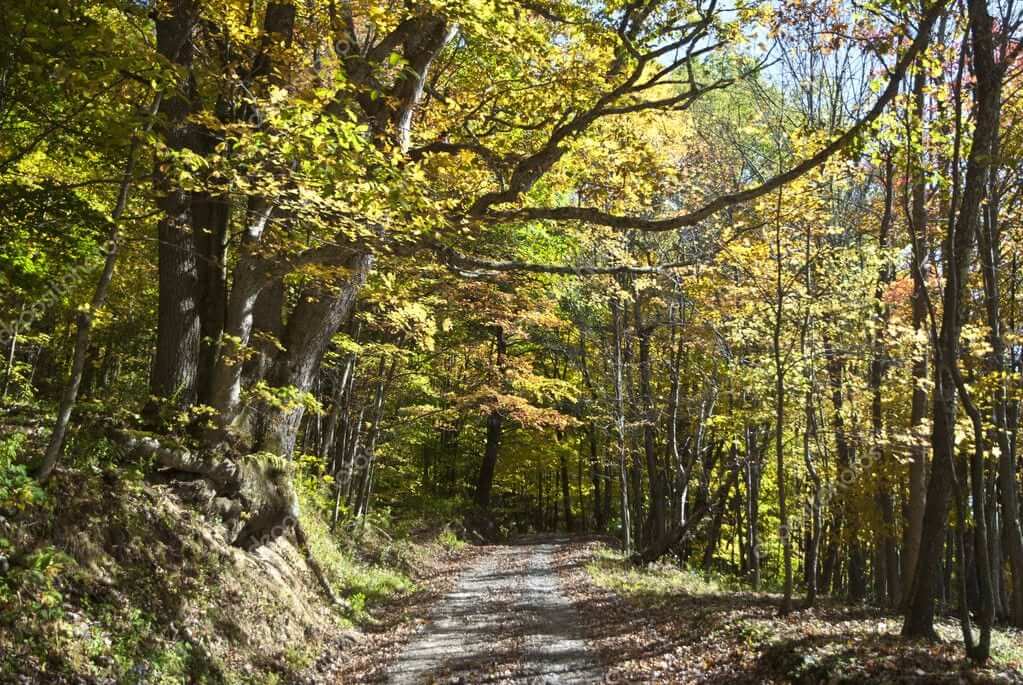 Top 5 Hikes In West Virginia